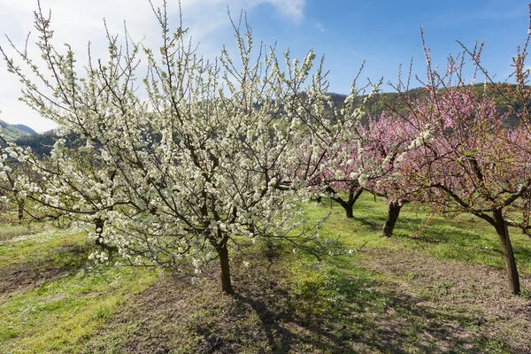 Blommande körsbärsträd — Stockfoto