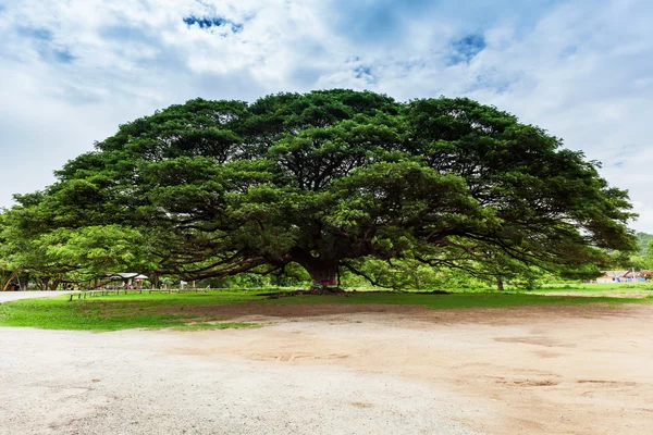 Árbol gigante; Tailandia —  Fotos de Stock