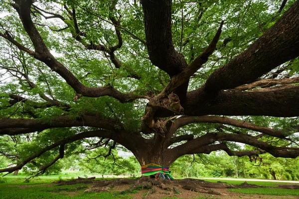 Árbol gigante; Tailandia —  Fotos de Stock