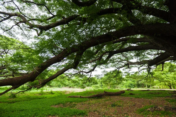 Giant Tree; Thailand — Stock Photo, Image