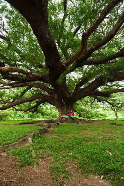 Árbol gigante; Tailandia —  Fotos de Stock