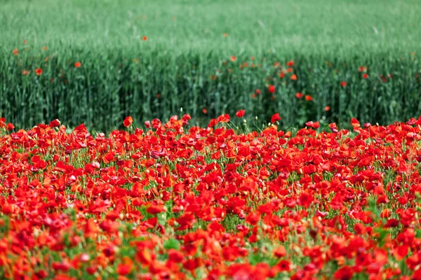 Rode maïs papavers — Stockfoto