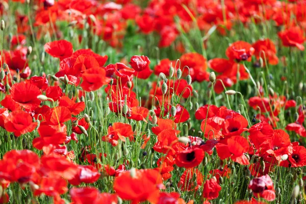 Rode maïs papavers — Stockfoto