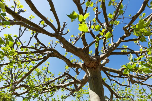 Árbol de un árbol plano —  Fotos de Stock