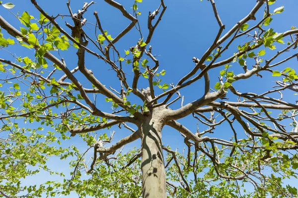 Árbol de un árbol plano —  Fotos de Stock