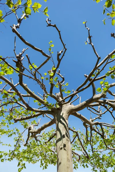 TreeTop van een plataan — Stockfoto