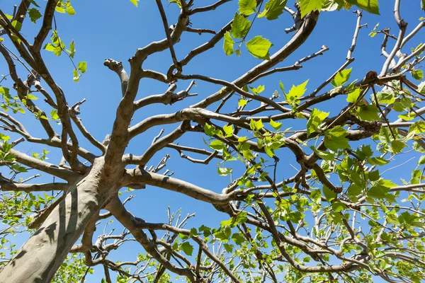 Árbol de un árbol plano —  Fotos de Stock