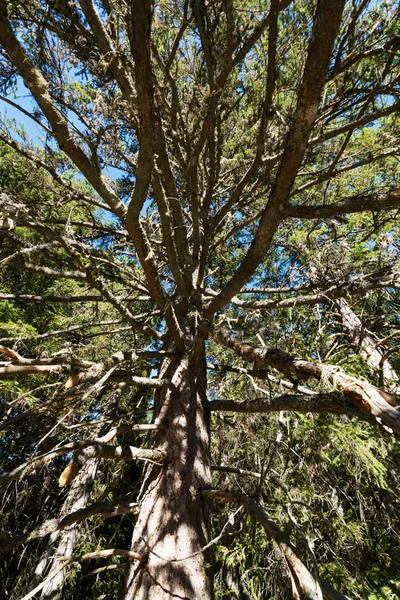 Árbol de coníferas —  Fotos de Stock