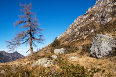 Single pine tree in the mountains clipart