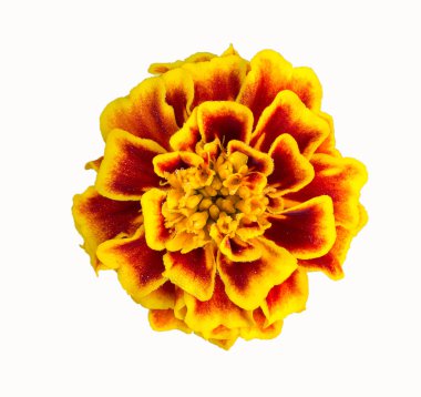 Beyaz arkaplanda kadife çiçeği