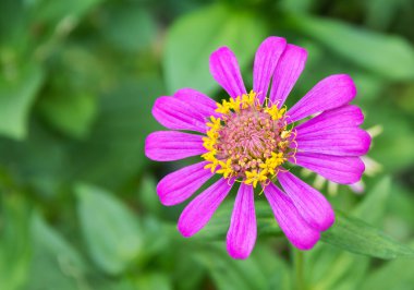 Pembe Zinnia Elegans çiçek 