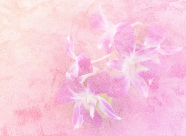Beton duvar dokulu arka plan üzerinde soyut orkide çiçek