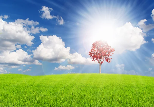 Kızıl ağaç güzel manzara