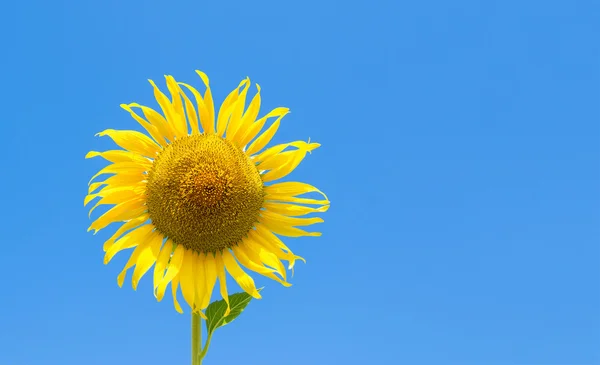 Sun flower med blå himmel — Stockfoto