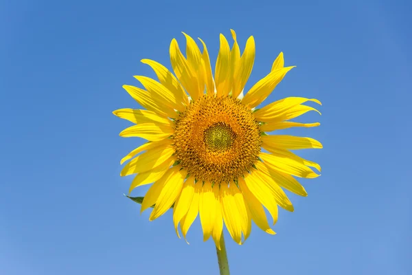 Fleurs de soleil avec ciel bleu — Photo