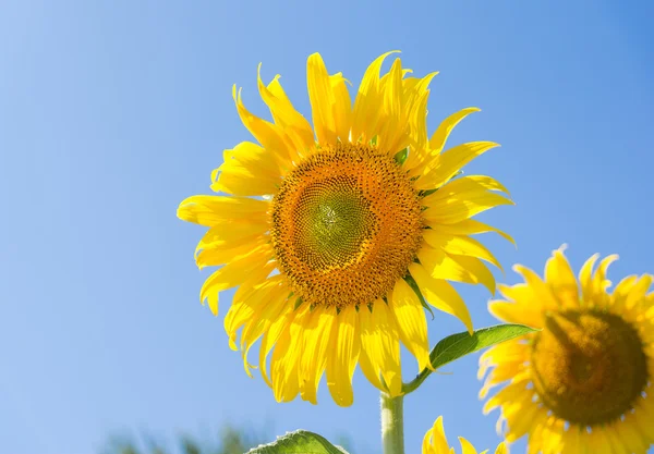 Fleurs de soleil avec ciel bleu — Photo