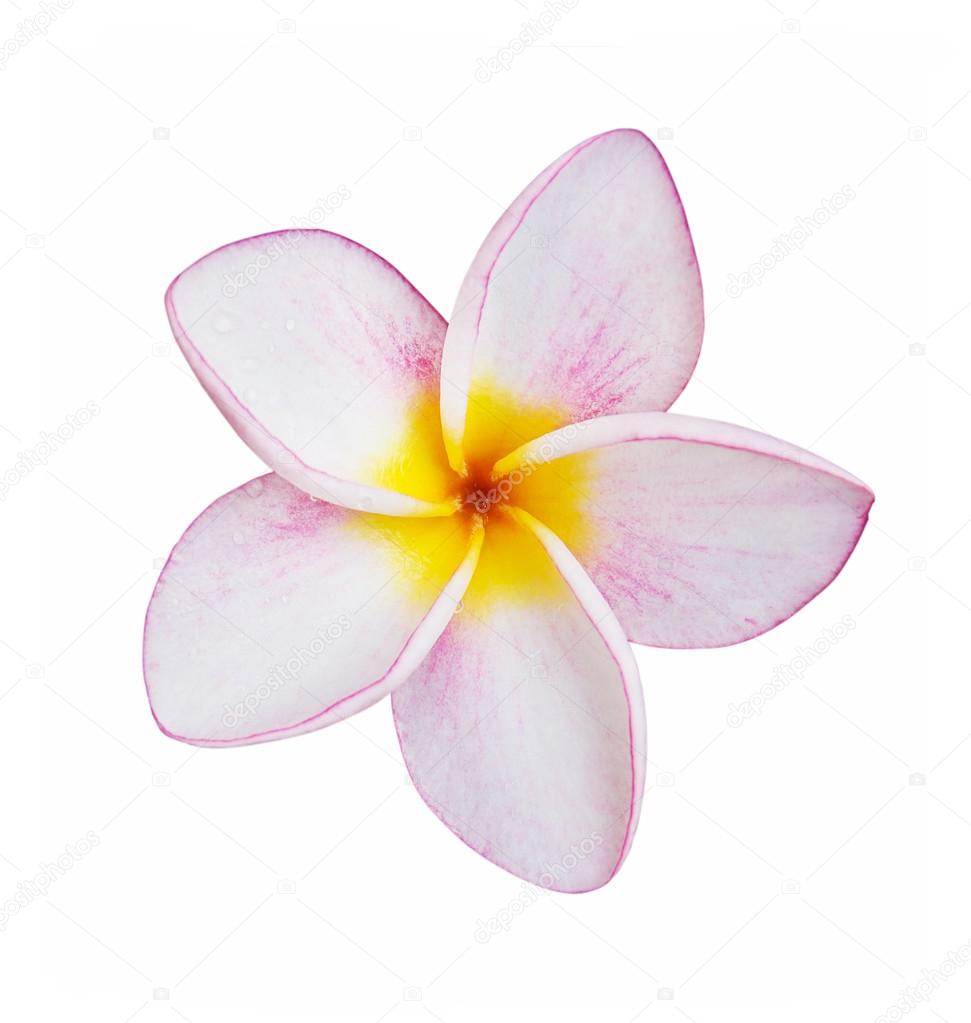 frangipani flower isolated on white with clipping path