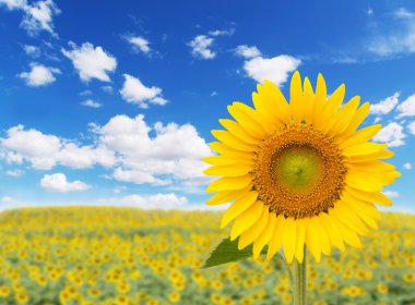 Beautiful landscape with sunflower field over cloudy blue sky  clipart