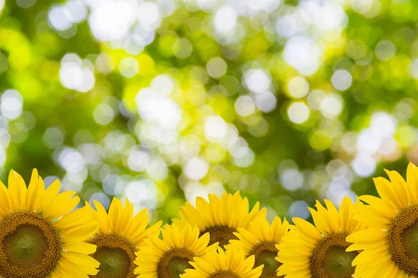 Hermosa naturaleza Bokeh — Foto de Stock