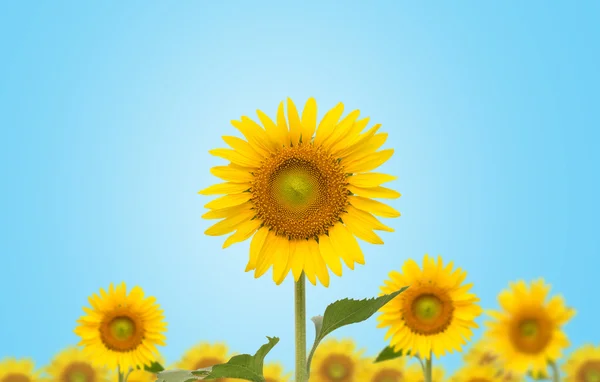 Girasol sobre fondo azul — Foto de Stock