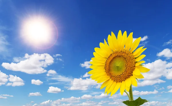 Girasoles coloridos frente al sol en el cielo azul con beautifu — Foto de Stock