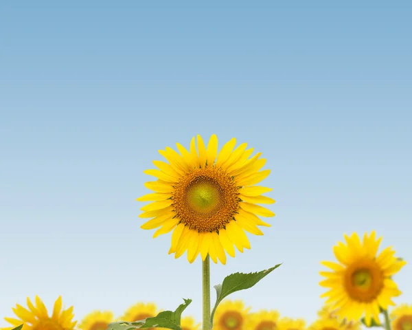 Sun flower mot en blå himmel — Stockfoto