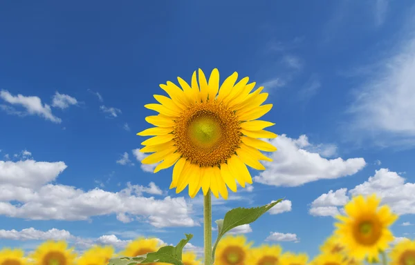 Flor del sol contra un cielo azul — Foto de Stock