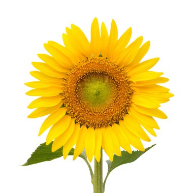 Beyaz arkaplanda izole edilmiş ayçiçeği