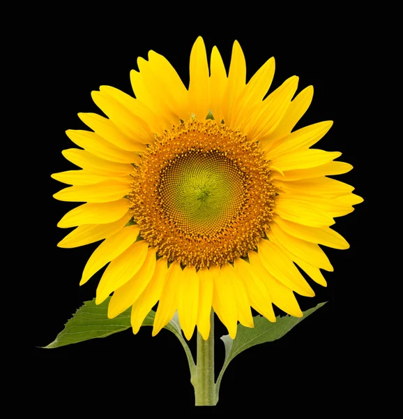 Tournesol isolé sur fond noir — Photo