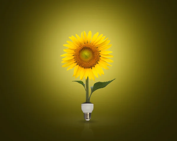 Lampa med vacker solros, eco energikoncept — Stockfoto