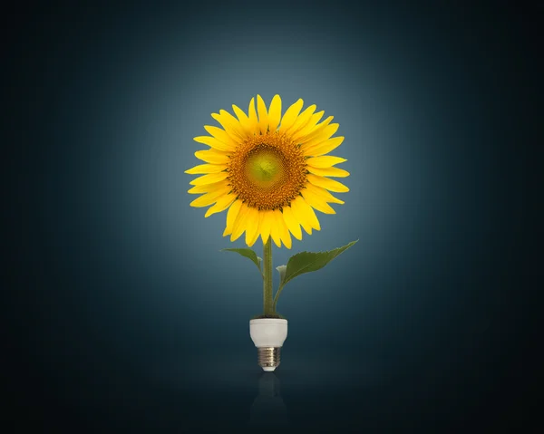 Ampoule avec beau tournesol, concept d'énergie écologique — Photo