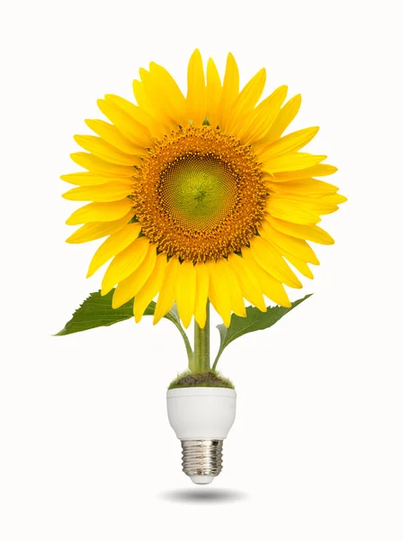 Bombilla con hermoso girasol sobre fondo blanco, eco energía con — Foto de Stock