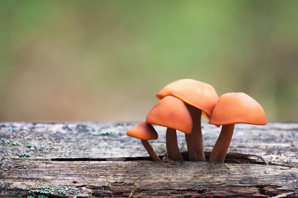 Série de cogumelos: Enokitake (cogumelos de inverno, pé de veludo, velv — Fotografia de Stock
