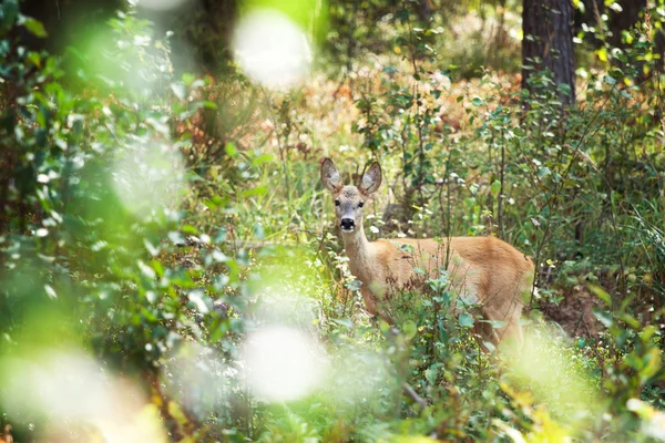 Belarus Roe Deer — Stock Photo, Image