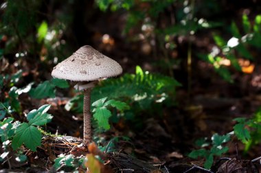 Mushrooms Series: Parasol Mushroom (Macrolepiota procera) clipart