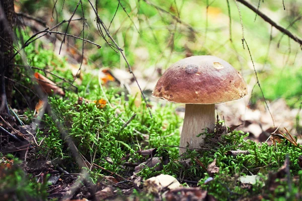 蘑菇系列: 牛肝菌 (佩妮发髻，Cep) — 图库照片