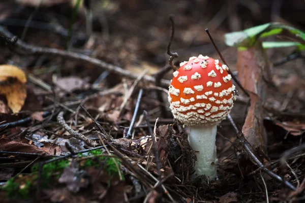 Série de cogumelos: Fly Amanita (Amanita Muscaria ) — Fotografia de Stock