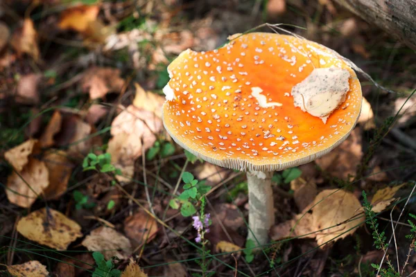 Mantar serisi: Sinek Amanita (Sinek mantarı) — Stok fotoğraf