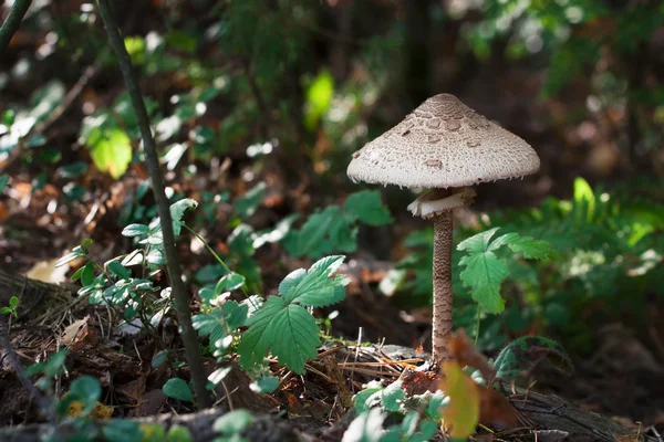 Гриби серія: Parasol гриб (гриб-зонтик великий) — стокове фото