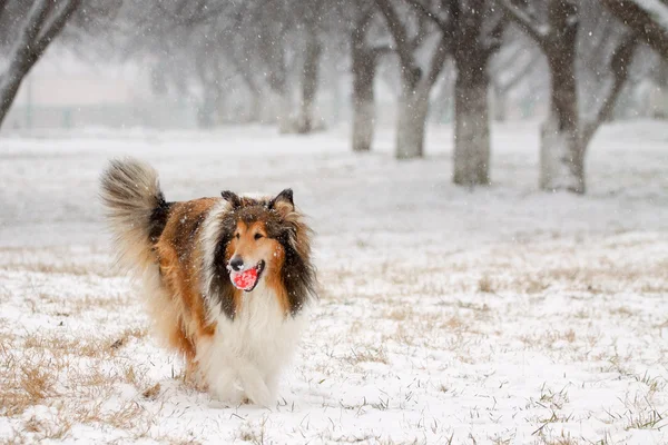 Fetching a ball in winter. — Stock Photo, Image