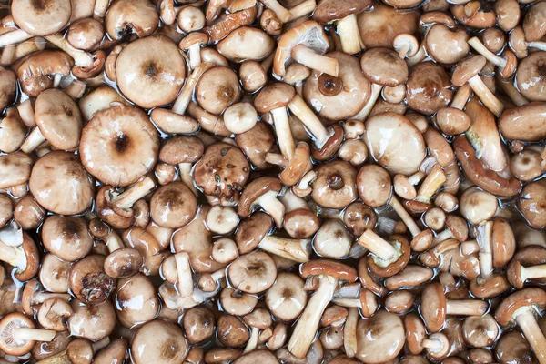 Serie di funghi: Fungo di miele — Foto Stock