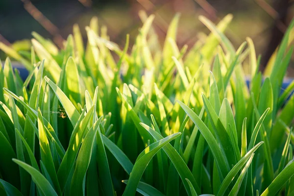 Grün — Stockfoto