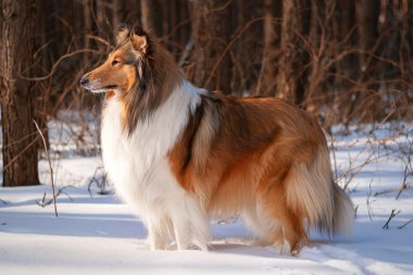 Rough collie kış orman.