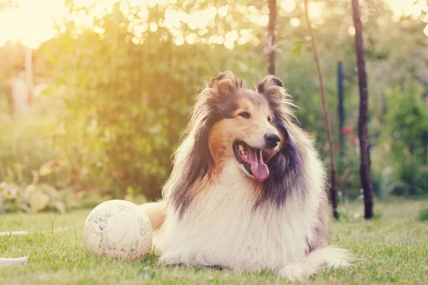 Rough collie en een bal. — Stockfoto