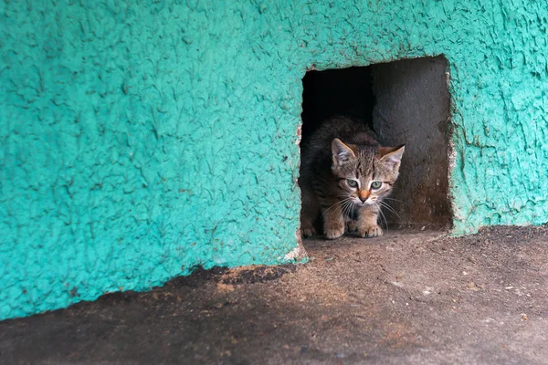 Evsiz yavru kedi kedi bir mahzen delik seyir. Telifsiz Stok Imajlar