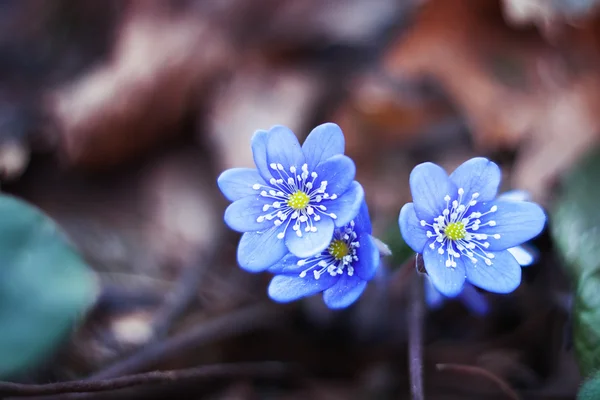 Tidigt på våren blommor blåsippa — Stockfoto