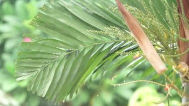 Yağmurlu bir gün için bahçede, Güneydoğu Asya, yağmur ormanları yağışlı sezon.