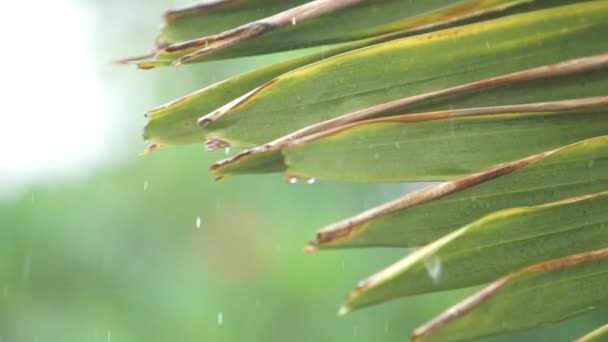 Regenachtige dag in de tuin, het regenseizoen in Zuidoost-Azië, regenwoud. — Stockvideo