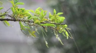 Dalları ıslak ve yağmur bir güçle sallayarak. Güneydoğu Asya Raining sezonu.