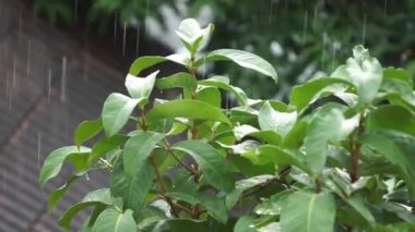 Dalları ıslak ve yağmur bir güçle sallayarak. Güneydoğu Asya Raining sezonu.